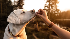 7 Best Supplements for Dogs in 2024