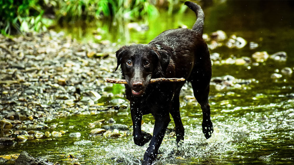 Ascophyllum nodosum clearance powder for dogs