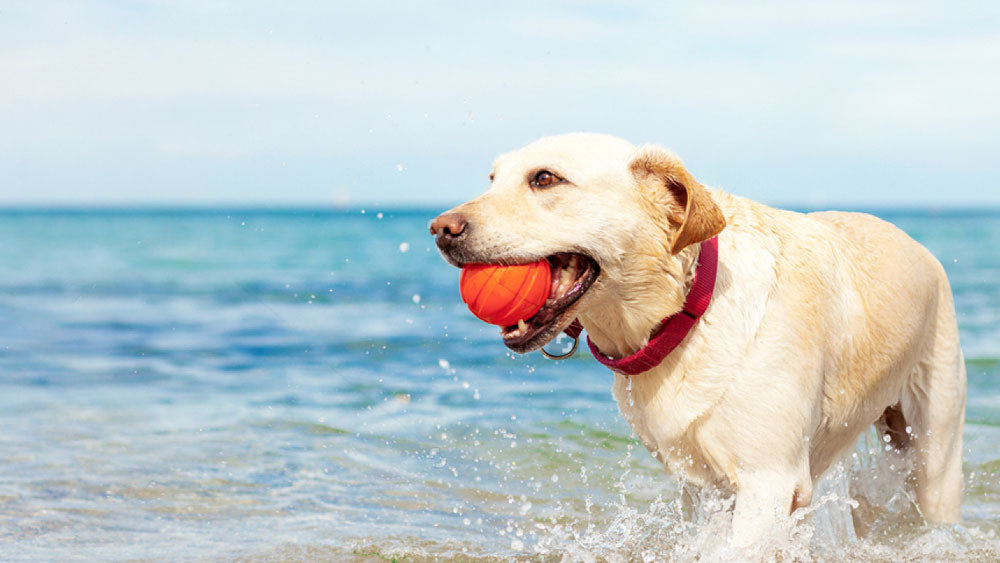 The Pawfect Ways to Beat the Heat: Our Top 10 Tips for Pooches to Beat the Heat