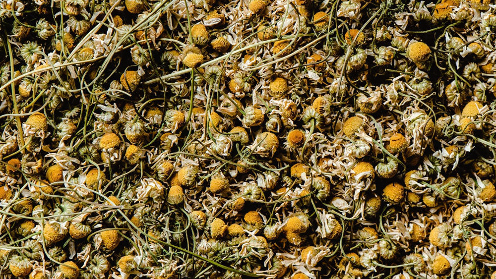 Chamomile For Dogs A Safe Way To Calm Anxiety ZamiPet