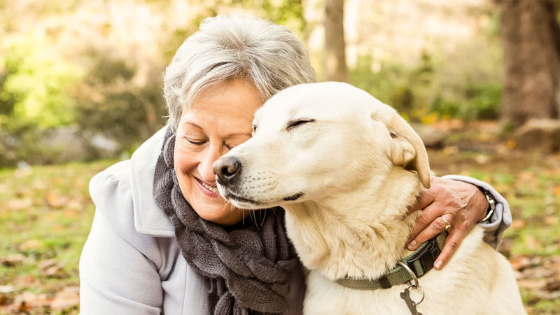 Dog Arthritis Symptoms (And How To Help) – ZamiPet