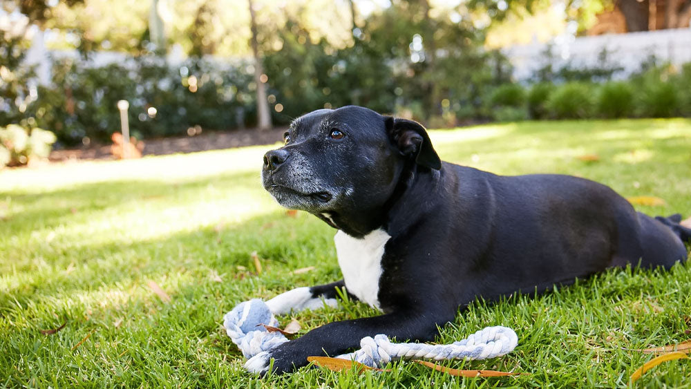 Curated visual reference: Fresh Look at Managing Joint Pain In Dogs Five Key Facts To Know