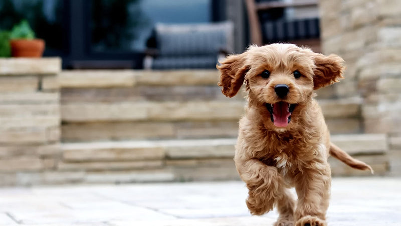 Planning for a New Puppy in 2024: A Checklist