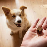 Load image into Gallery viewer, ZamiPet Allergy & Itch Supplement for Dogs