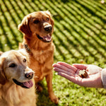 Load image into Gallery viewer, Joint Protect Supplement for Dogs