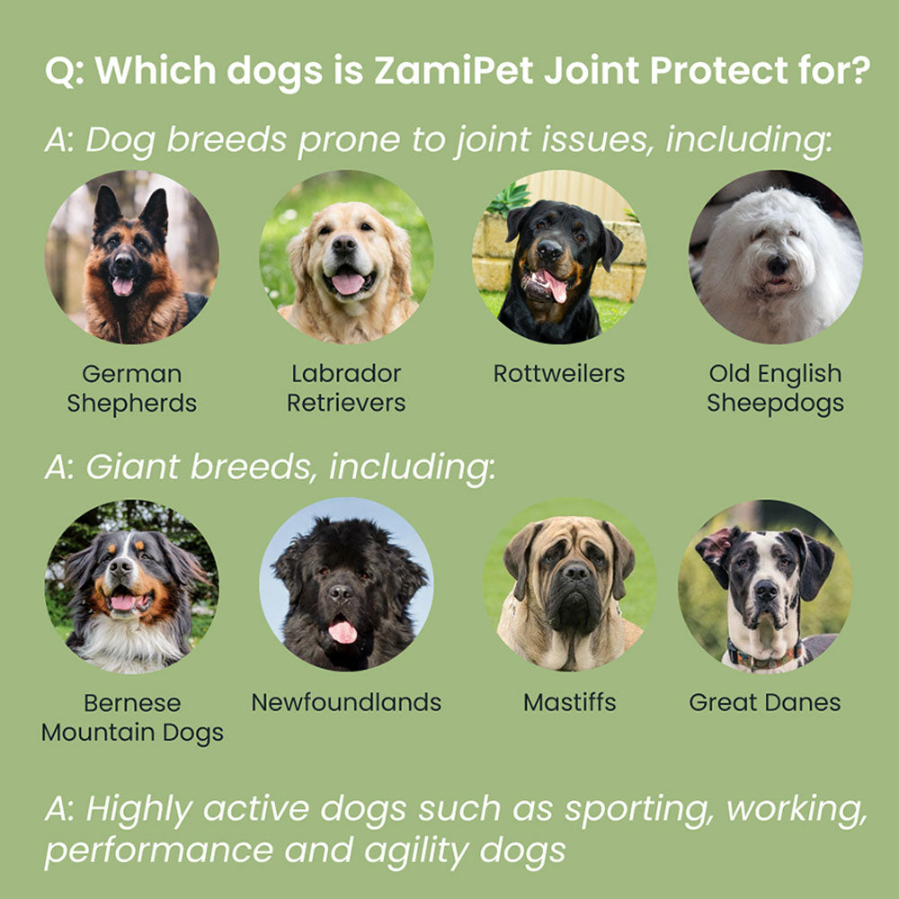 Does your dog need a joint supplement