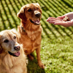 Load image into Gallery viewer, ZamiPet Joint Protect Super Pack