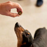 Load image into Gallery viewer, ZamiPet Senior Dog Support Super Pack