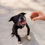 Load image into Gallery viewer, ZamiPet Urinary Support Super Pack