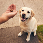Load image into Gallery viewer, Zamipet Complete Care Multi for Dogs