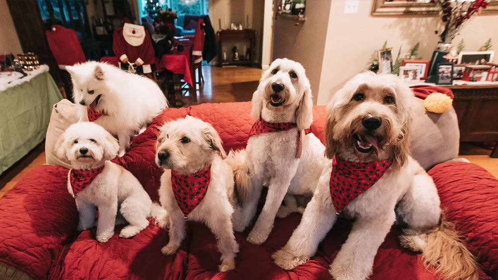 10 Best Dog Christmas Presents in 2021
