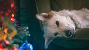 How to Calm Anxiety in Your Dog This Festive Season
