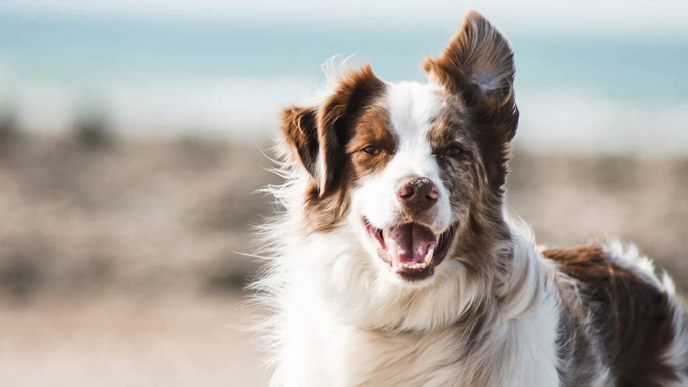 Dog Bad Breath: Causes & Remedies