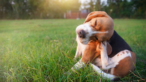 Top Tips for Preventing and Treating Allergies and Itchy Skin in Dogs