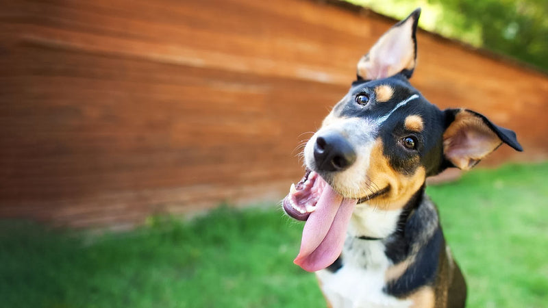 The Best Glucosamine Chews for Dogs What to Look For ZamiPet