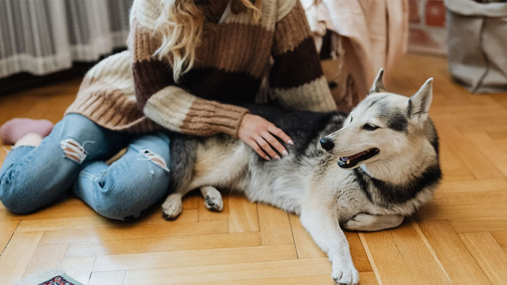 Dog Massage: Benefits and Techniques with Instructions