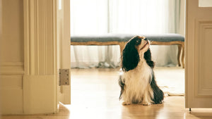 Dog Separation Anxiety in 2024: 10 Ways to Calm an Anxious Dog