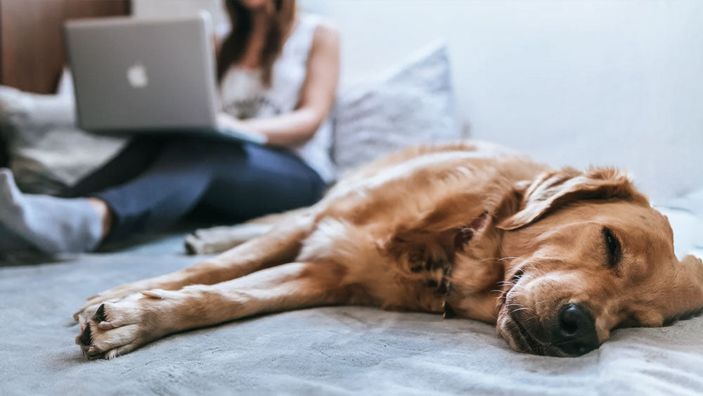 How to Look After Your Dog While Isolating at Home
