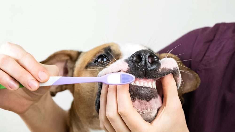 Dental Health for Dogs - Why Does it Matter?