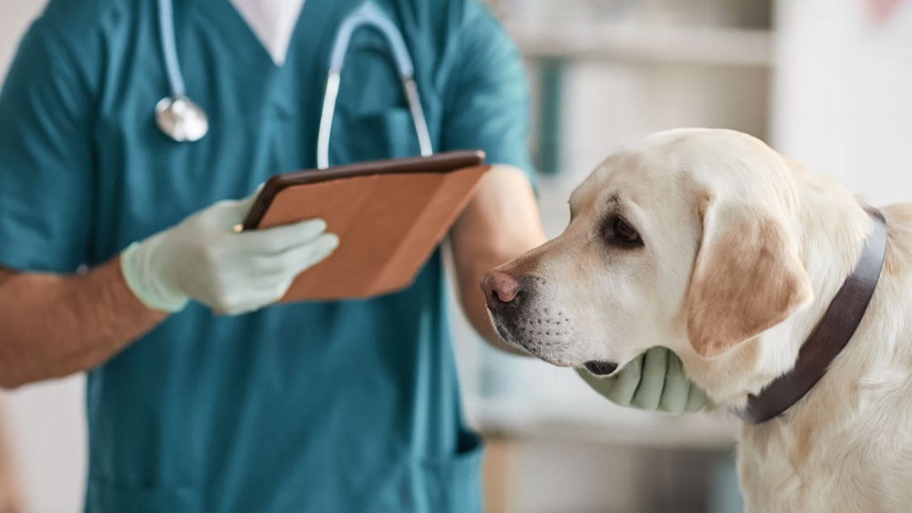 Dog UTI Treatment Options