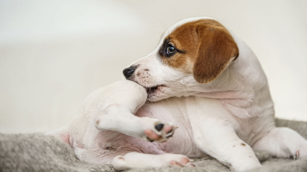 Our Guide to Antihistamines for Dogs and Dog Allergy Medication
