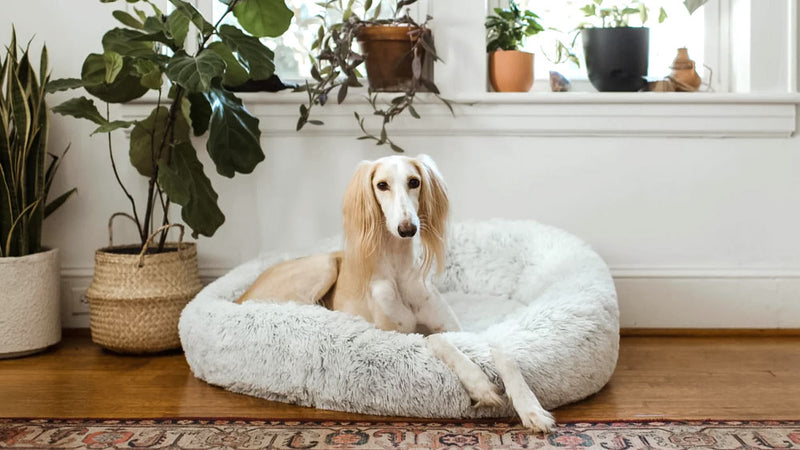 Which House Plants Are Poisonous For Dogs?