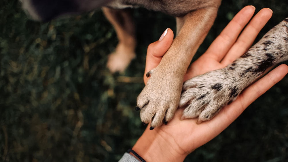 How To Strengthen Your Dog’s Nails [4 Simple Tips]