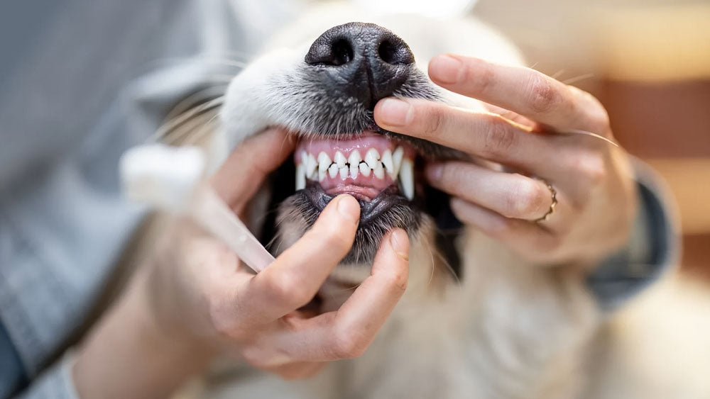 Tips for Improving Your Dog's Dental Health