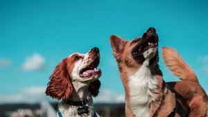 MSM for Dogs: Benefits and How to Use it