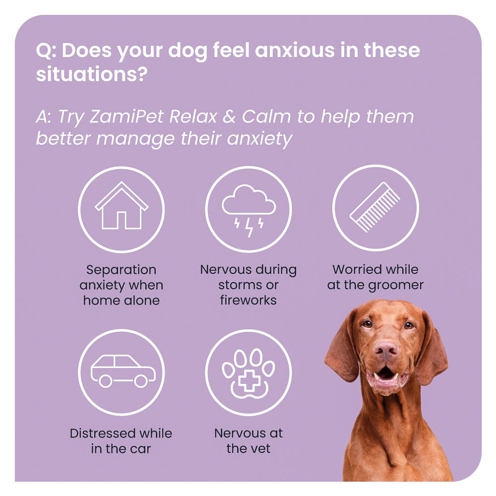 Left Alone How To Stop Your Dog Barking When You Leave Keeps