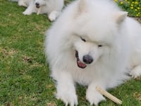 Short video showing two Samoyed dogs, Mochi and Mashiro, sitting on grass enjoying ZamiPet Dental Sticks
