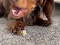 Short video showing Nash the Dachshund dog devouring a ZamiPet Dental Stick while sitting on carpet.