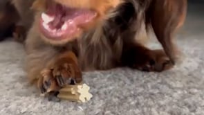 Short video showing Nash the Dachshund dog devouring a ZamiPet Dental Stick while sitting on carpet.