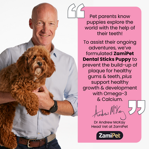 Text: "Pet parents know puppies explore the world with the help of their teeth! To assist their ongoing adventures, we’ve formulated ZamiPet Dental Sticks Puppy to prevent the build-up of plaque for healthy gums & teeth, plus support healthy growth & development with Omega-3 & Calcium." Dr Andrew McKay, Head Vet at ZamiPet. Image: Dr Andrew McKay holding a cavoodle dog.