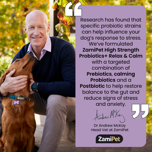 Image: Dr Andrew McKay (Head Vet at ZamiPet) cuddling a Labrador Retriever dog. Text: “Research has found that specific probiotic strains can help influence your dog’s response to stress. We’ve formulated ZamiPet High Strength Probiotics+ Relax & Calm with a targeted combination of Prebiotics, calming Probiotics and a Postbiotic to help restore balance to the gut and reduce signs of stress and anxiety.”