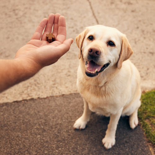 A happy golden retriever dog dog looking up at a ZamiPet Joint PRotect chew held in a hand. Dog sitting on footpath outside
